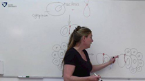 InCelligence* Dr. Nicole Kühl Spemann experiment